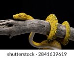 	
a Green Tree Python (Morelia viridis) coiled around a tree log	
