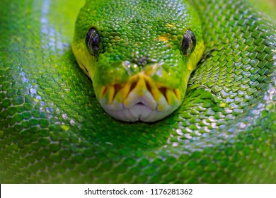 Green tree python, Morelia viridis, snake from Indonesia, New Guinea. Detail head portrait of snake, in the forest. Reptile in the forest habitat. Wildlife scene from Asia nature.