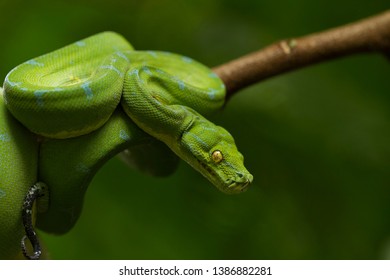 Green tree python (Morelia viridis) sorong locality