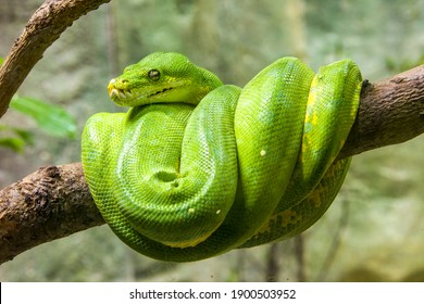 The green tree python (Morelia viridis) is a species of snake in the family Pythonidae. 
it is a bright green snake,  living generally in trees. - Powered by Shutterstock