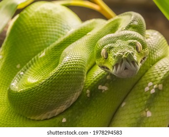 Green tree python (Morelia viridis) snake, native to New Guinea and Indonesia