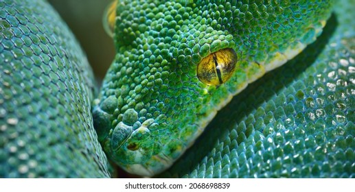 Green Tree Python Morelia Viridis Close-up. Tallinn Zoo, Estonia. Portrait Art. Environmental Conservation, Wildlife, Zoology, Herpetology Theme