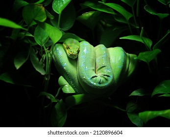 The green tree python (Morelia viridis) is a species of snake in the family Pythonidae.