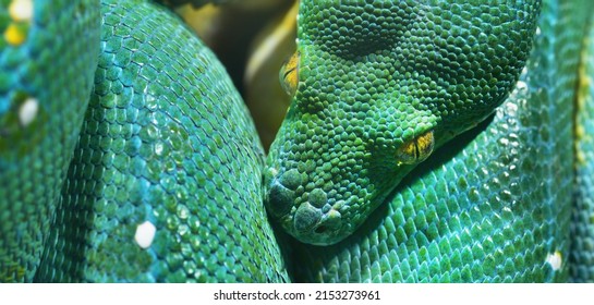 Green Tree Python Morelia Viridis Close-up. Tallinn Zoo, Estonia. Portrait Art. Environmental Conservation, Wildlife, Zoology, Herpetology Theme