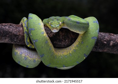 Green Tree Python (Morelia viridis) on tree branch. Green tree pythons are found in Indonesia, Papua New Guinea, and Australia. 