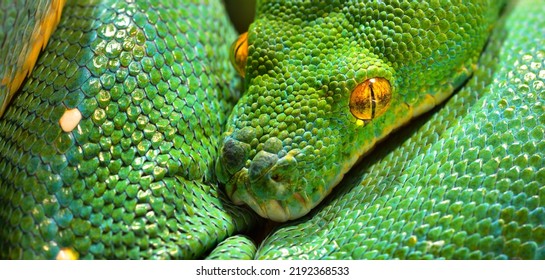 Green Tree Python Morelia Viridis Close-up. Tallinn Zoo, Estonia. Portrait Art. Environmental Conservation, Wildlife, Zoology, Herpetology Theme