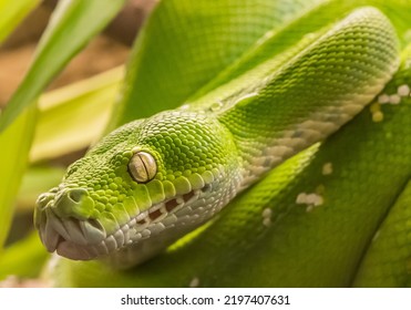 Green tree python (Morelia viridis) snake, native to New Guinea and Indonesia