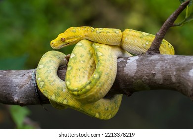 Green Tree Python Morelia viridis on tree branch yellow color skin snake
