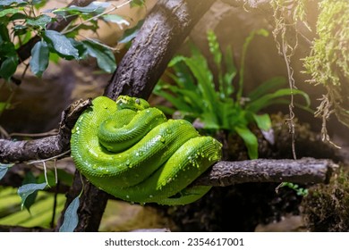 The green tree python (Morelia viridis) is a species of snake in the family Pythonidae. 