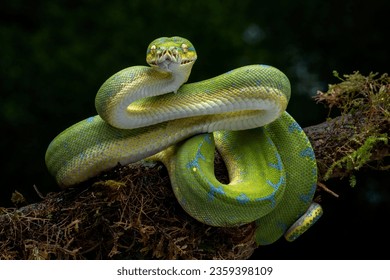 Green Tree Python (Morelia viridis) on tree branch. Green tree pythons are found in Indonesia, Papua New Guinea, and Australia. 