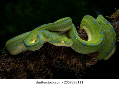 The Green Tree Python (Morelia viridis) also known as the Emerald Green Python.