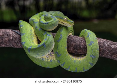 The Green Tree Python (Morelia viridis) also known as the Emerald Green Python. - Powered by Shutterstock - Get 15% off with code: PIKWIZARD15