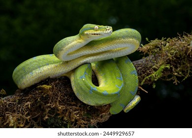 The Green Tree Python (Morelia viridis) also known as the Emerald Green Python. - Powered by Shutterstock