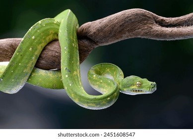 The green tree python (Morelia viridis) coiled on a tree branch	 - Powered by Shutterstock