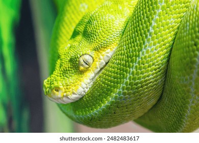 Green tree python Morelia viridis curled up sitting on a branch in natural environment.