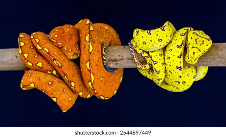 The green tree python (Morelia viridis), is a species of snake in the family Pythonidae. The species is native to New Guinea, some islands in Indonesia, and the Cape York Peninsula in Australia - Powered by Shutterstock - Get 15% off with code: PIKWIZARD15