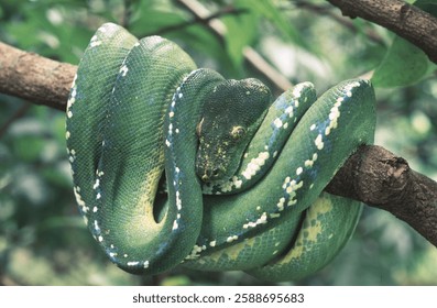 Green Tree Python or Morelia Viridis in Indonesia