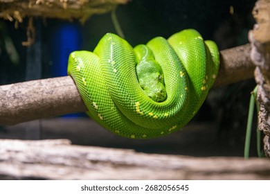 Green tree python Morelia viridis coiled gracefully on tropical branch - Powered by Shutterstock - Get 15% off with code: PIKWIZARD15