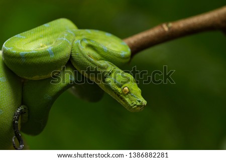 Green tree python (Morelia viridis) sorong locality