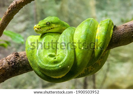 The green tree python (Morelia viridis) is a species of snake in the family Pythonidae. 
it is a bright green snake,  living generally in trees.