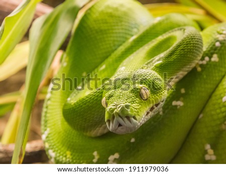 Green tree python (Morelia viridis) snake, native to New Guinea and Indonesia