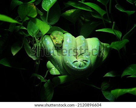 The green tree python (Morelia viridis) is a species of snake in the family Pythonidae.