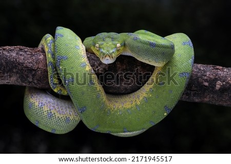 Green Tree Python (Morelia viridis) on tree branch. Green tree pythons are found in Indonesia, Papua New Guinea, and Australia. 
