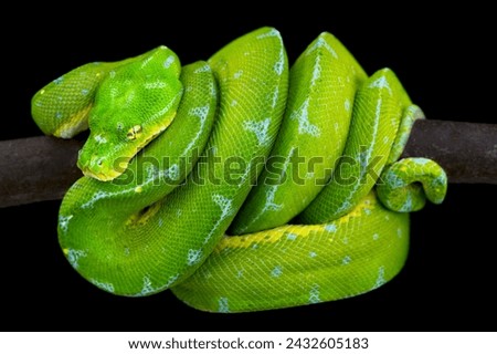 Green tree python (Morelia viridis) 