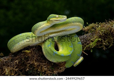 The Green Tree Python (Morelia viridis) also known as the Emerald Green Python.
