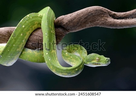 The green tree python (Morelia viridis) coiled on a tree branch	