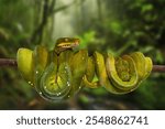 Green tree python, native to New Guinea, Indonesia and Australia. It