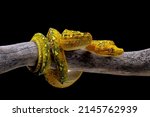 Green tree python on branch with black background, Animal closeup, Morelia viridis