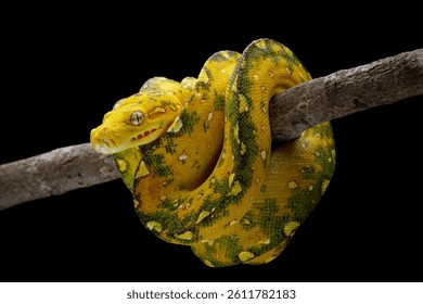 Green tree python on branch with black background, Morelia viridis