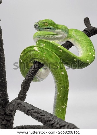 Green Tree Python perched on artificial branch