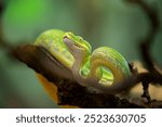 Green Tree Python prepared for attack in the jungle tree branch