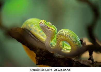 Green Tree Python prepared for attack in the jungle tree branch - Powered by Shutterstock