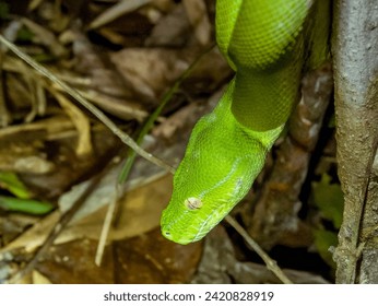 Green Tree Python in Queensland Australia
