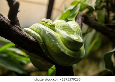 Green tree python rests in its typical position curled up on a branch