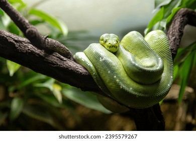 Green tree python rests in its typical position curled up on a branch - Powered by Shutterstock