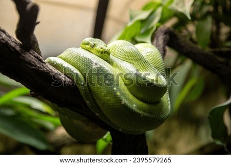 Green tree python rests in its typical position curled up on a branch