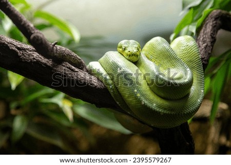 Green tree python rests in its typical position curled up on a branch