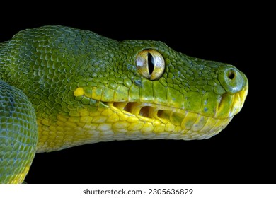 Green tree python snake closeup head, Chondropython viridis snake closeup with black background, Morelia viridis snake