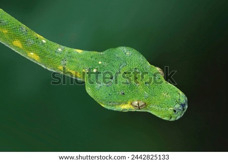 Green tree python snake closeup head, Chondropython viridis snake closeup with black background, Morelia viridis snake