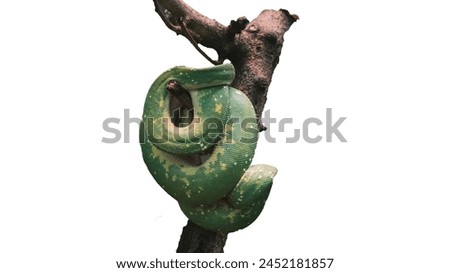 Green tree python snake coiled on tree branch - isolated transperant background image