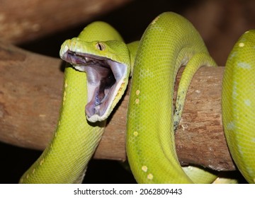 Green Tree Python snake with it's mouth open