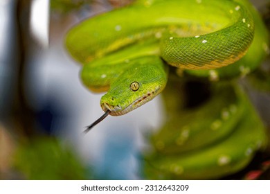 Green tree python snake on branch ready to attack, Chondropython viridis snake closeup with black background, Morelia viridis snake