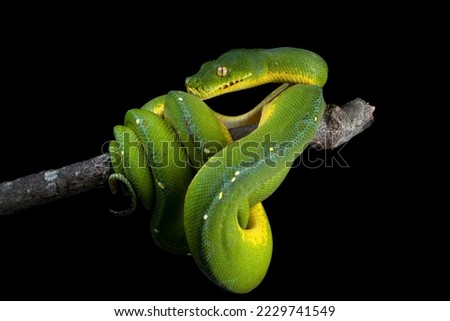 Green tree python snake on branch, Chondropython viridis snake closeup with black background, Indonesian snake, Morelia azurea pulcher Timika