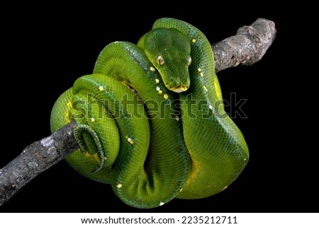 Green tree python snake on branch, Chondropython viridis snake closeup with black background, Indonesian Morelia viridis snake, Morelia azurea pulcher Timika