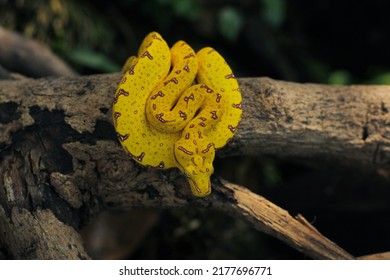 11,827 Red python Images, Stock Photos & Vectors | Shutterstock