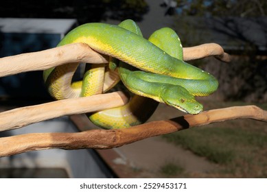 Green Tree Python species, both Biak and Sorong